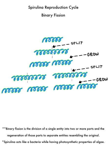 Spirulina Reproduction Cycle