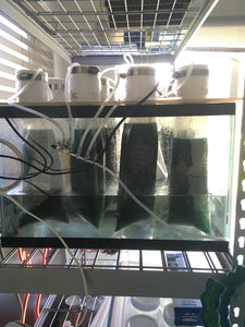 Spirulina Platensis LIVE Culture (3 Liters) FREE 30 Liter Medium Nutrients